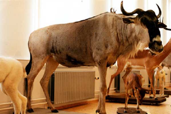 Opgezette gnoe in Natuurhistorisch Museum, Rotterdam